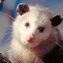 Image result for Black Opossum