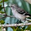 Image result for Look a Mockingbird Meme