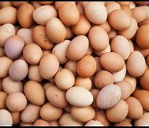 Image result for Chicken or Egg Meme