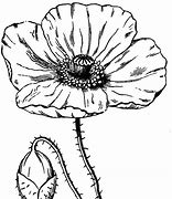 Image result for One Poppy Flower