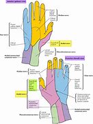 Image result for Radial Nerve in Hand