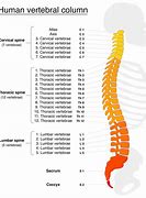 Image result for Dorsal Spine View