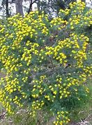 Image result for Flax Leaved Broom