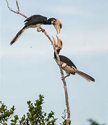 Image result for Malabar Pied Hornbill