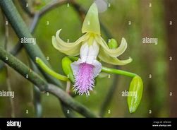 Image result for Vanilla Orchid Flower