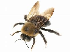 Image result for What Do Carpenter Bees Look Like