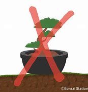 Image result for Bonsai Root Rot