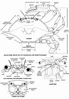 Image result for Kepiting Cancer