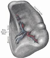 Image result for Spleen in Human Body