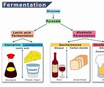 Image result for Fermentation Processes