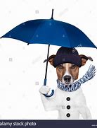 Image result for Dog Umbrella Hat