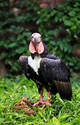 Image result for Vulture with Red Head