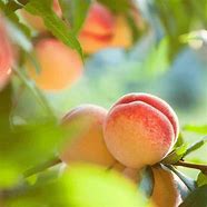 Image result for Peach Tree Zones