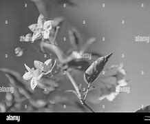 Image result for Lilac Clip Art Black and White