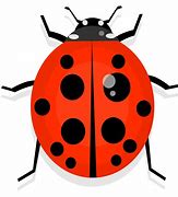 Image result for Ladybug Insect