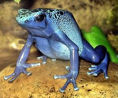 Image result for Poison Dart Frog Animal