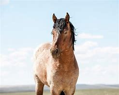 Image result for Roan Stallion