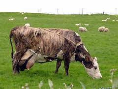 Image result for Icelandic Cow