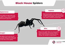 Image result for Black House Spider Bite