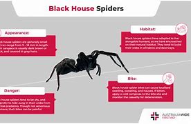 Image result for Brown House Spider Poisonous