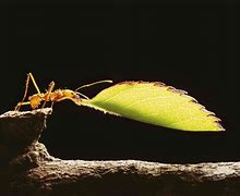 Image result for Leaf Cutter Ant Holes