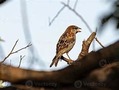 Image result for Male House Sparrow Bird