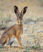 Image result for Hare Pics