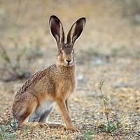 Image result for Keather Hare