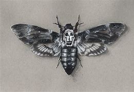 Image result for Death Head Moth Shelf