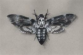 Image result for Death Head Moth Skull