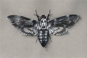 Image result for Death S Head Moth Superstitions