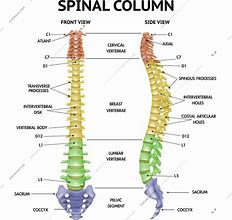 Image result for View of Spinal Column