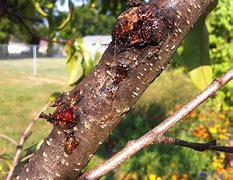 Image result for SAP Ball Oozing Peach Tree