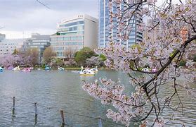 Image result for Ueno Park in Summer