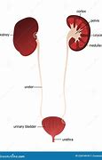 Image result for Foto Ureter