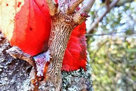 Image result for Red Tree Sap