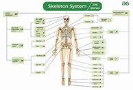 Image result for Every Bone in the Human Body