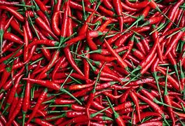 Image result for Chilli Plantation