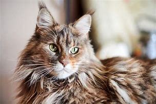 Image result for Maine Coon Cat Fursona