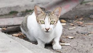 Image result for Usia Kucing