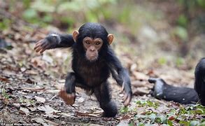 Image result for Little Naps Chimp