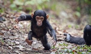 Image result for 1 Year Old Chimp