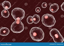 Image result for Dividing Cell Drawig