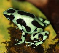 Image result for Yellow Poisonous Frog