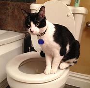 Image result for Cat Using Toliet