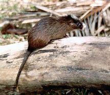 Image result for Amami Spiny Rat