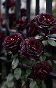 Image result for Dark Purple Flower Names