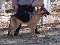 Image result for White German Shepherd 1 Year Old