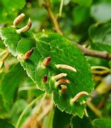 Image result for Eriophyid Tiliae Mite