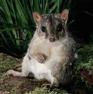 Image result for Tasmanian Cat